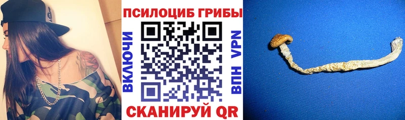 мега ссылка  Торжок  Псилоцибиновые грибы Psilocybine cubensis  наркошоп 